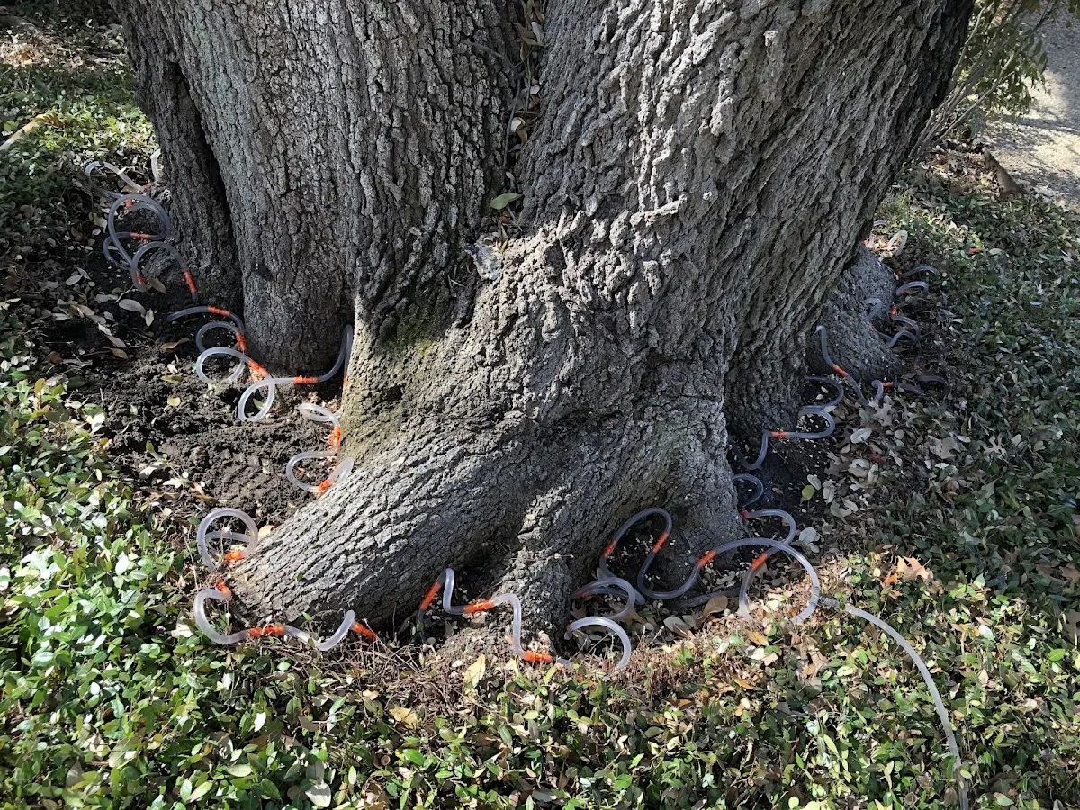 Detailed Tree Cabling and Bracing job site in Carpentersville