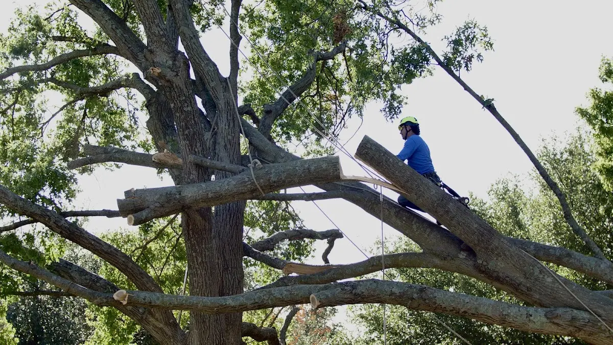 Professional Crown Thinning performed by certified arborists in Carpentersville