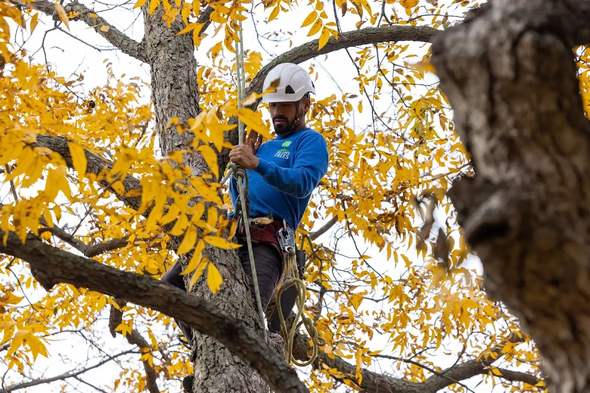 Skilled Tree Planing crew working in Carpentersville