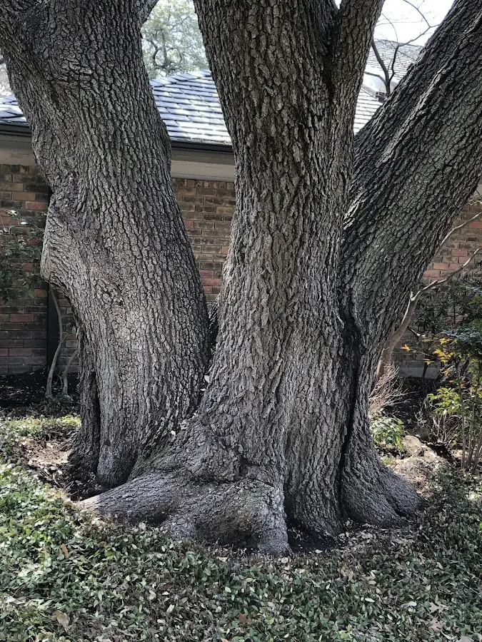 Mature heritage tree close to a Carpentersville property cared for by certified arborists